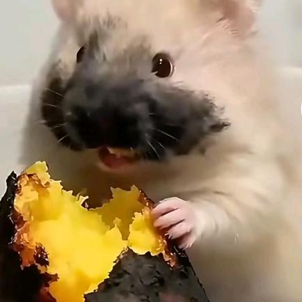 鱼卷