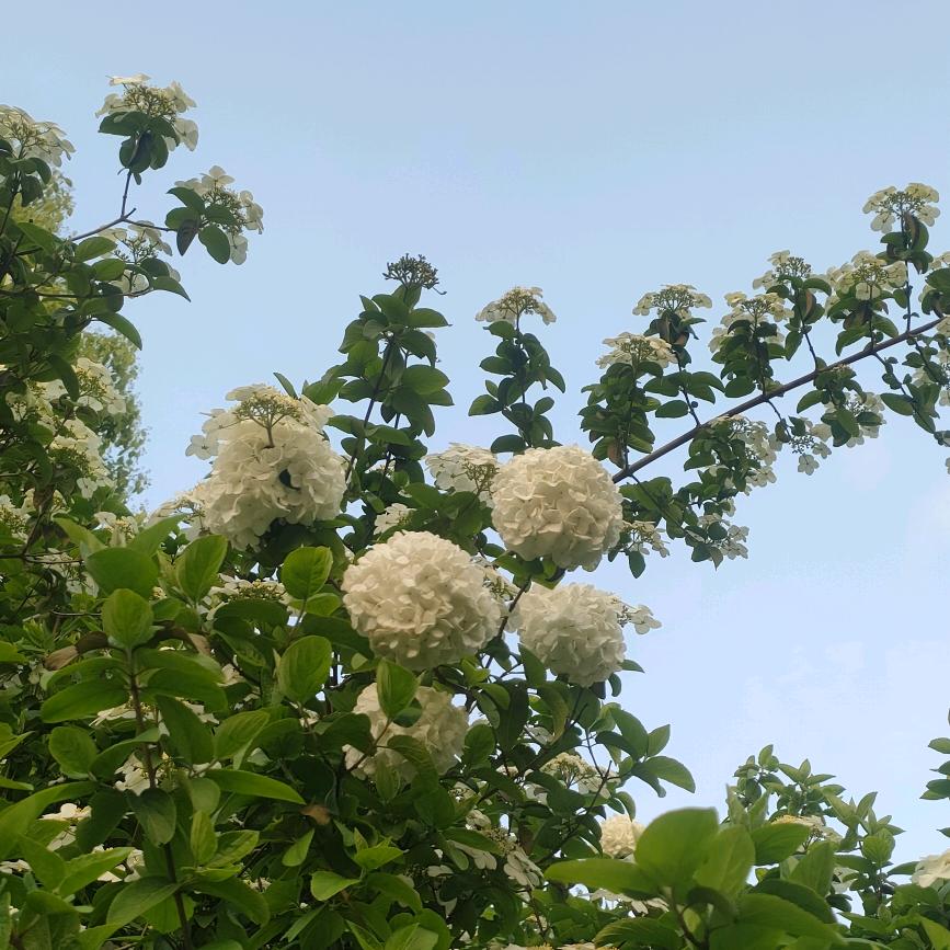 蕊蕊追剧