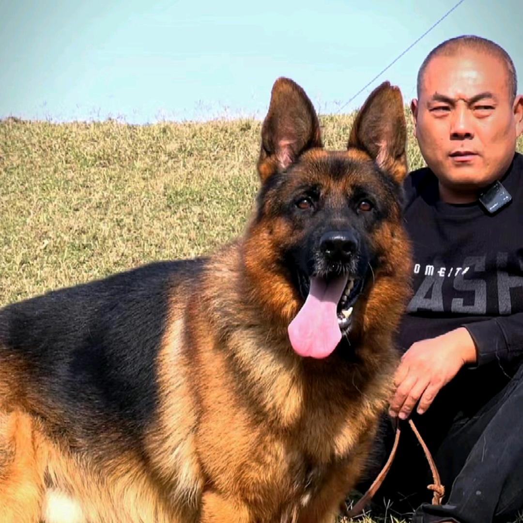 阿杰养狗