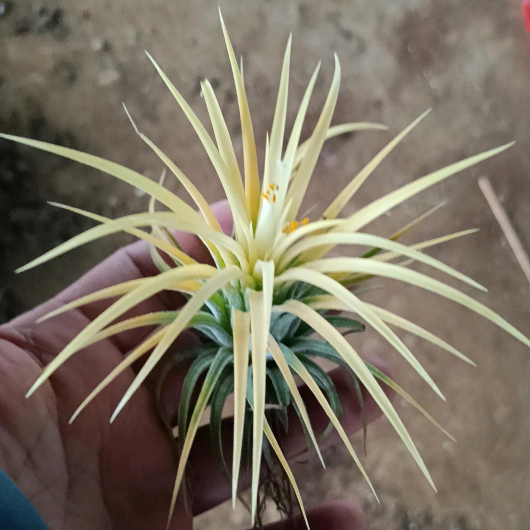 灵枫来花卉绿植店