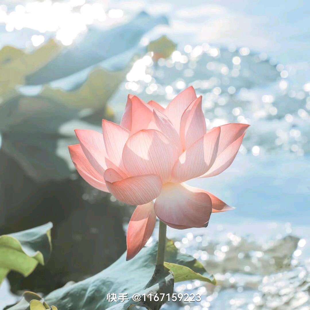 郑大姐,花开富贵,心想事成