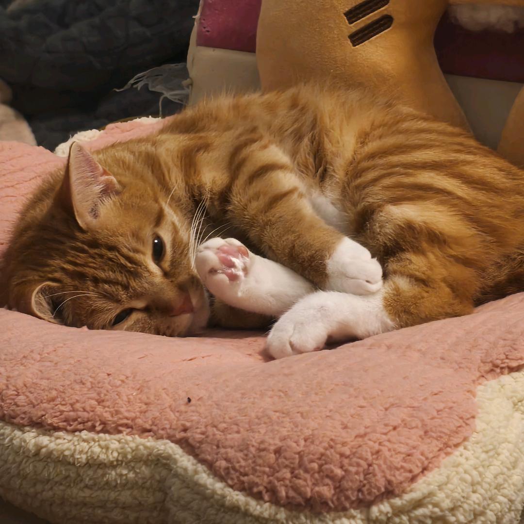 橘色的橘猫