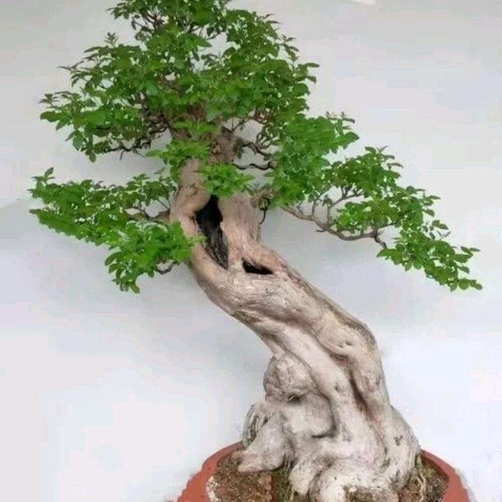 太行小叶崖荆盆景园