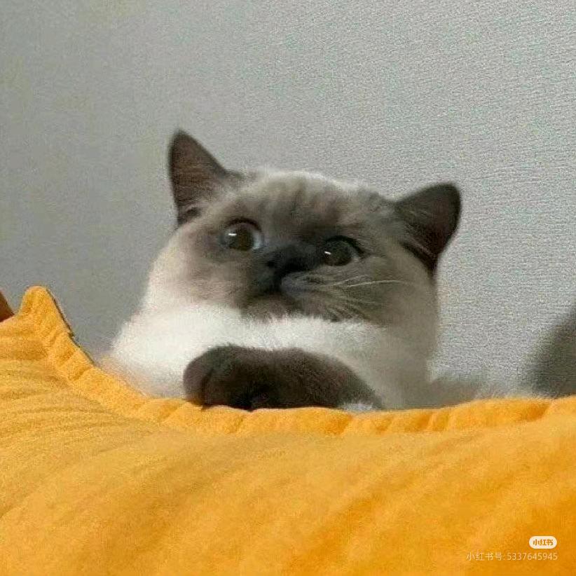 早八小猫咪