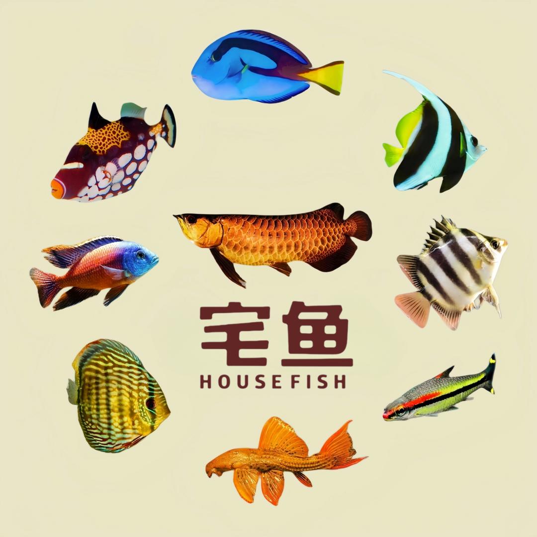 宅鱼水族