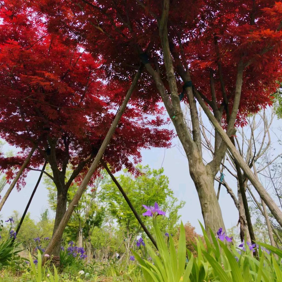 🌹幸福一生🌷