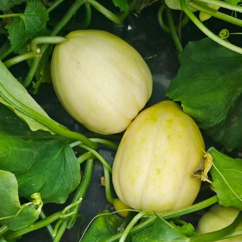 农品汇东北特产