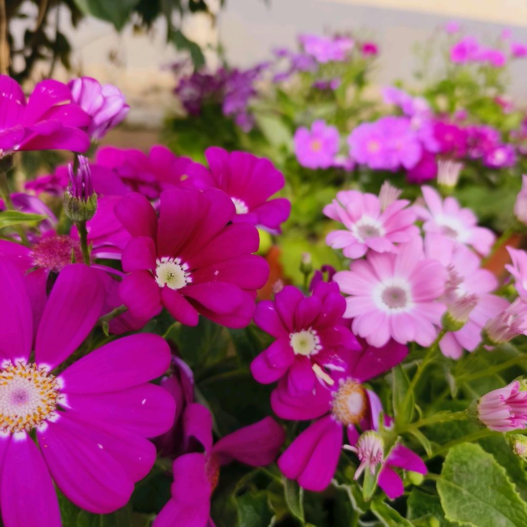 ༊ღ᭄记忆🌺ꦿ꯭ 忧新꧔ꦿ᭄