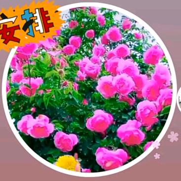 努力靠自己游