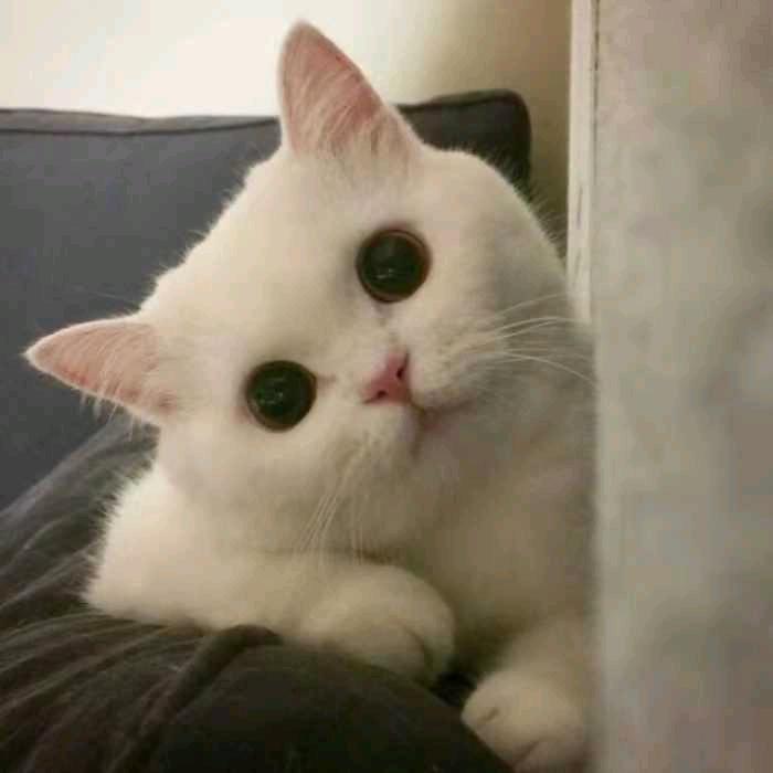张小哥