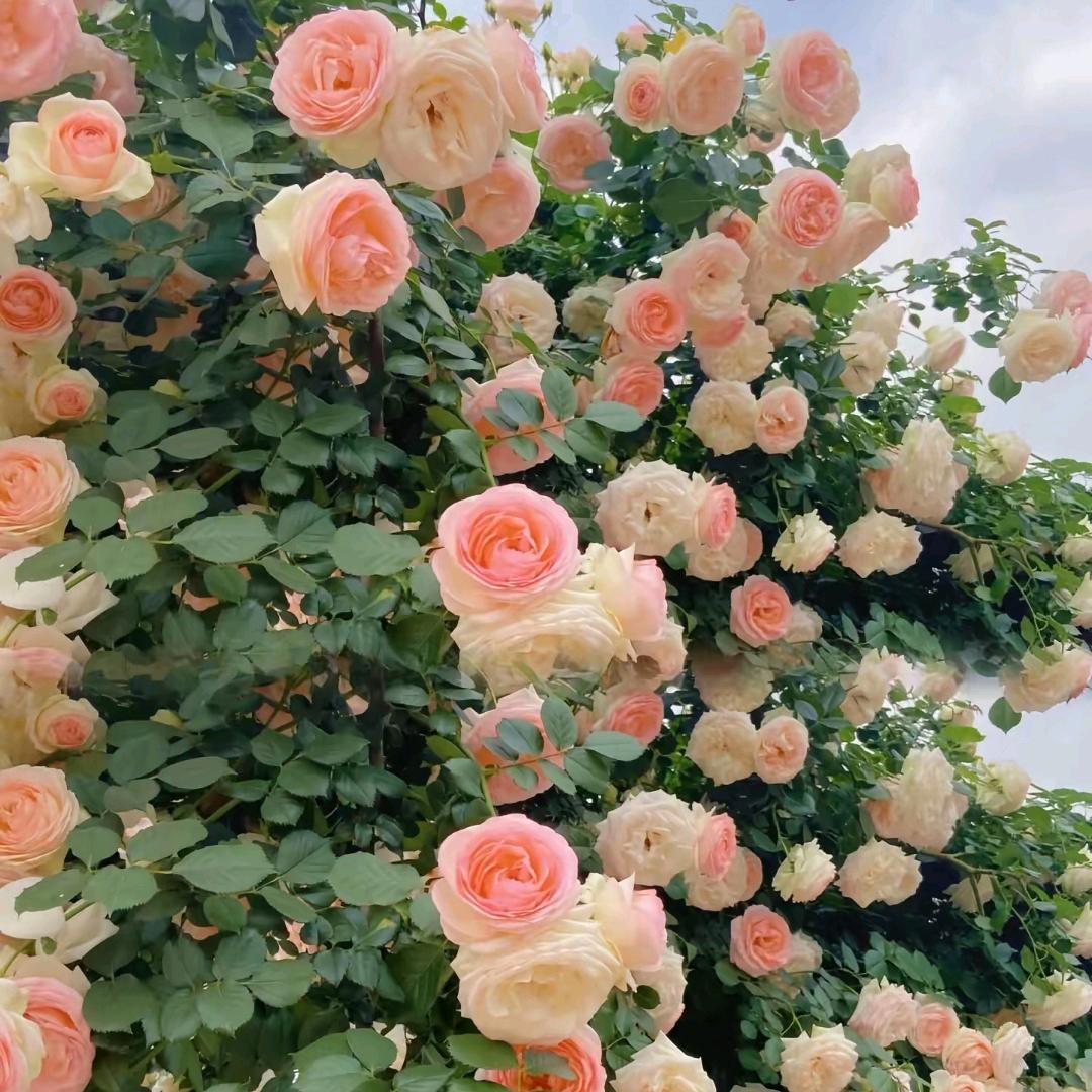 陌上花开