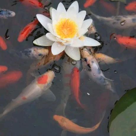 💪农业领导者💪