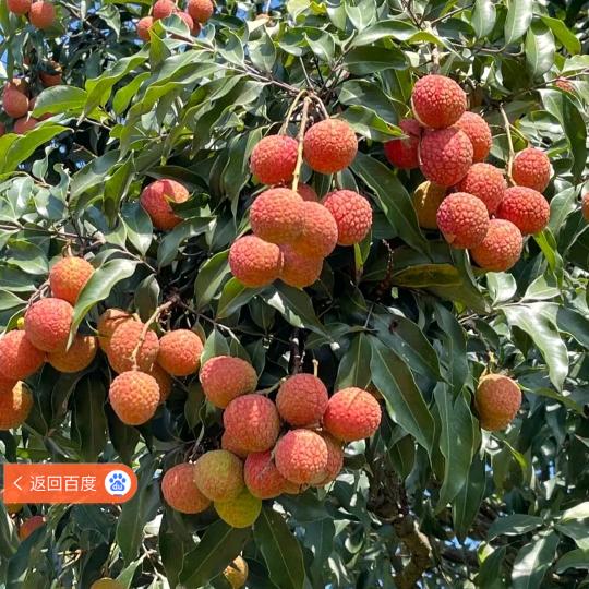 和美诚月饼同时诞生的月饼哥😄