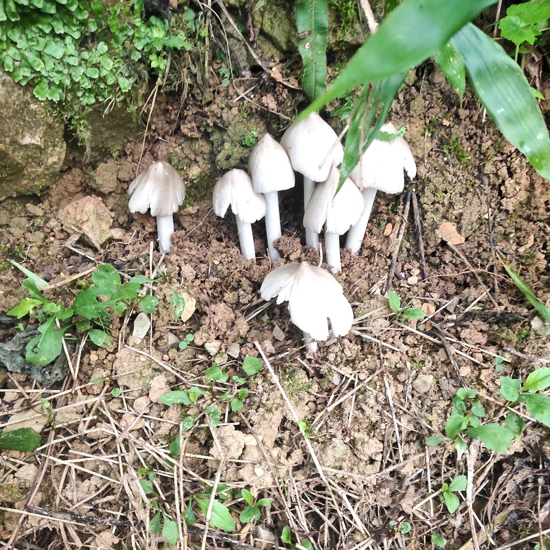 喜欢唱山歌的妹