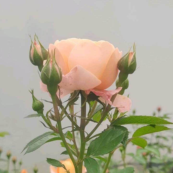 德锅锅