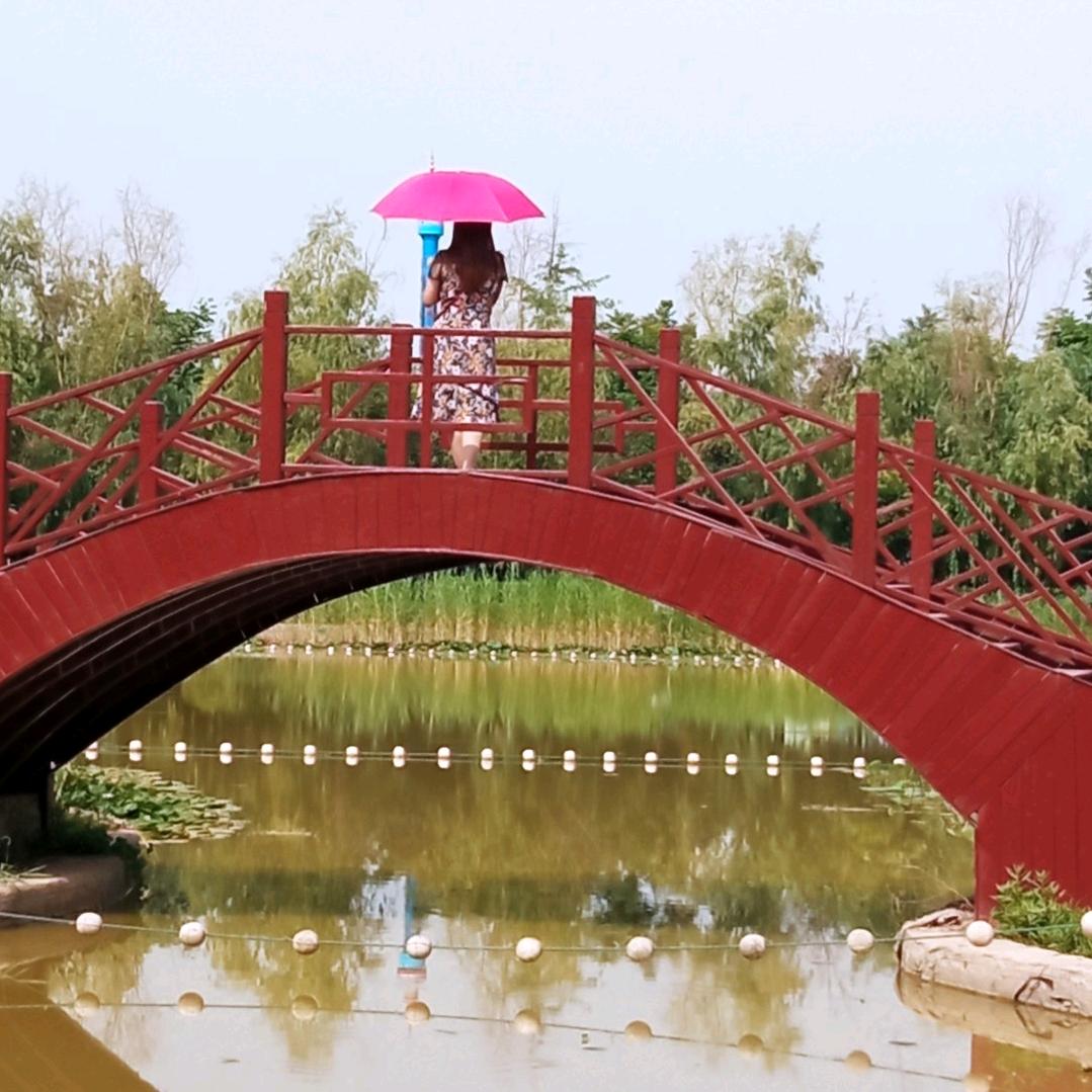 一个黄水莲花