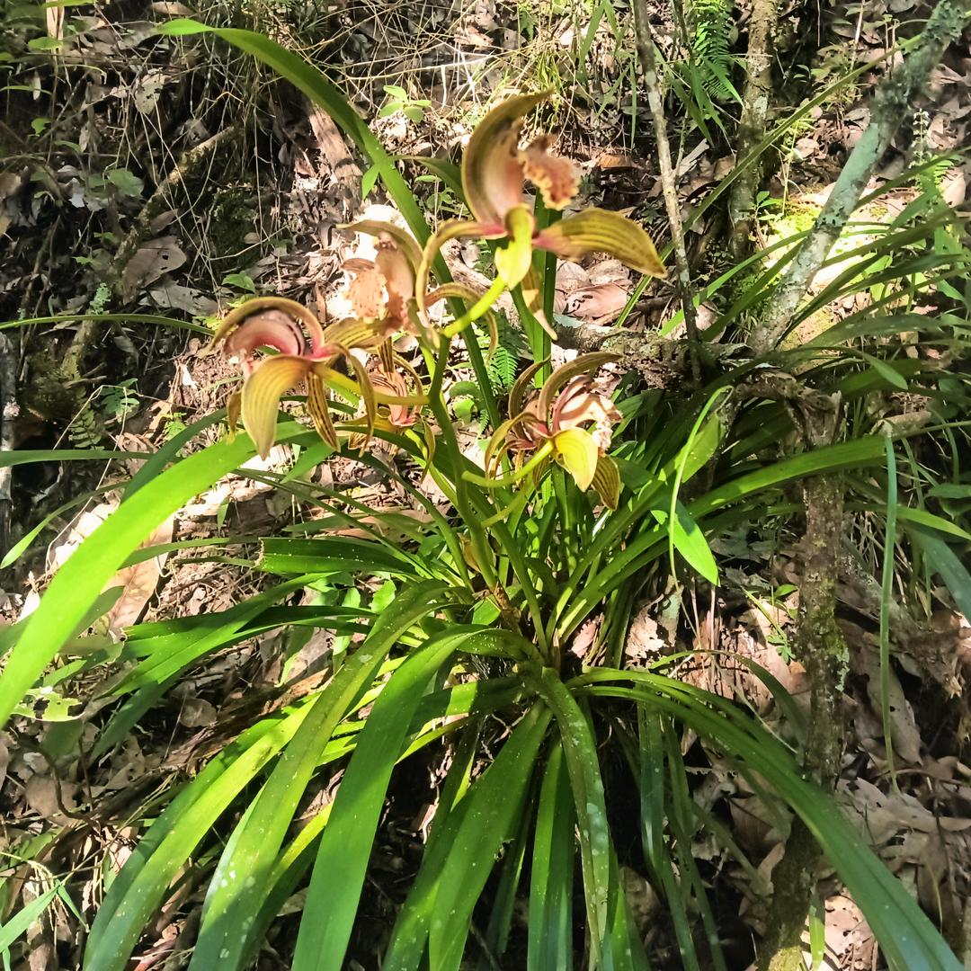 🐱百旺🐱加油🐱