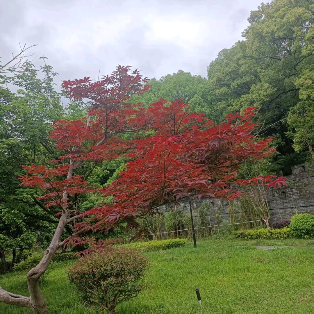 萍