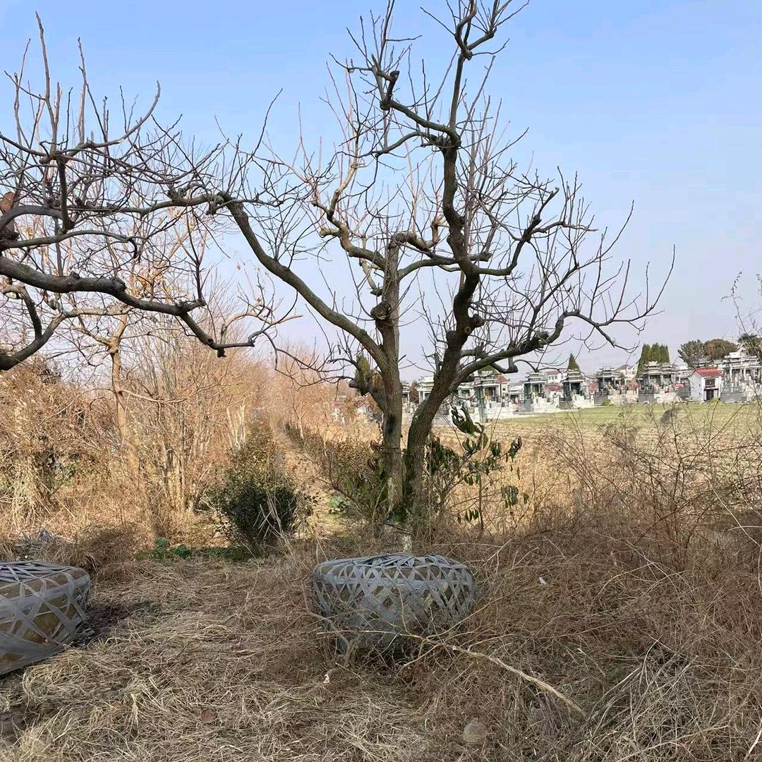 盐城苏杉苗木基地（水杉落羽杉中山杉池杉）