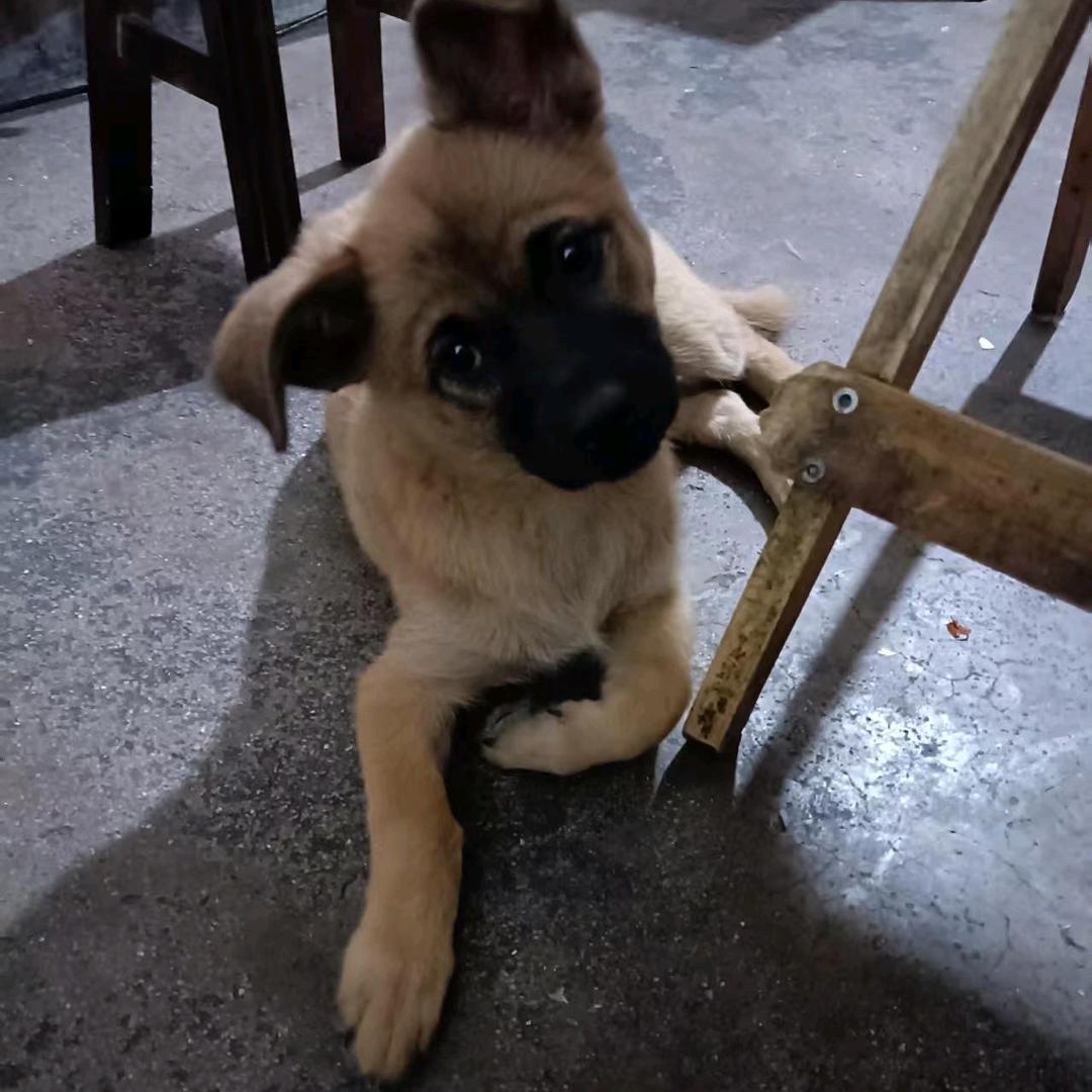 双胞胎妹妹俞静晨