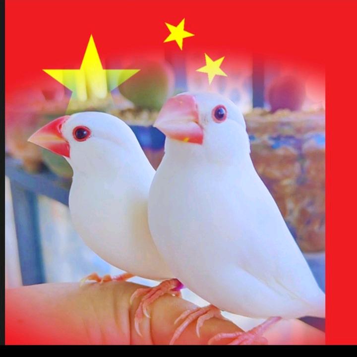 周哥家的宠物鸟