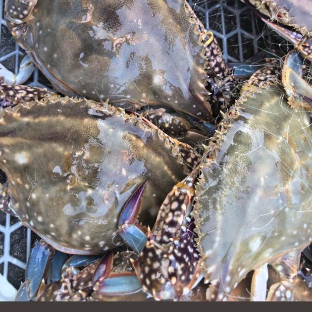 海兴贾荣市场合聚水产