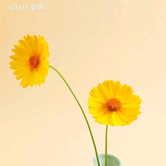 好开心(●°u°●) 」