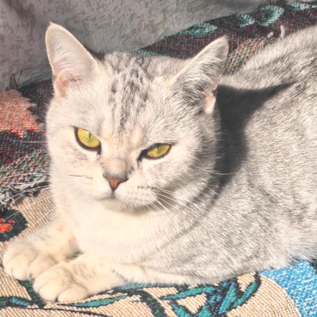 常胜将军💰🧧📈🈵