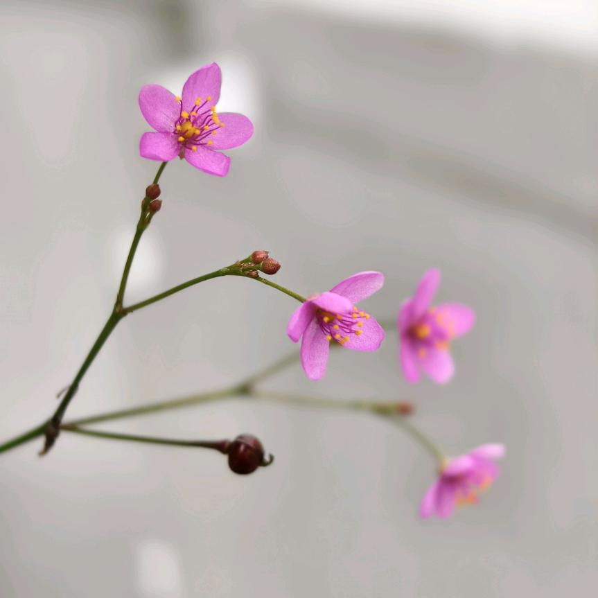 木各子