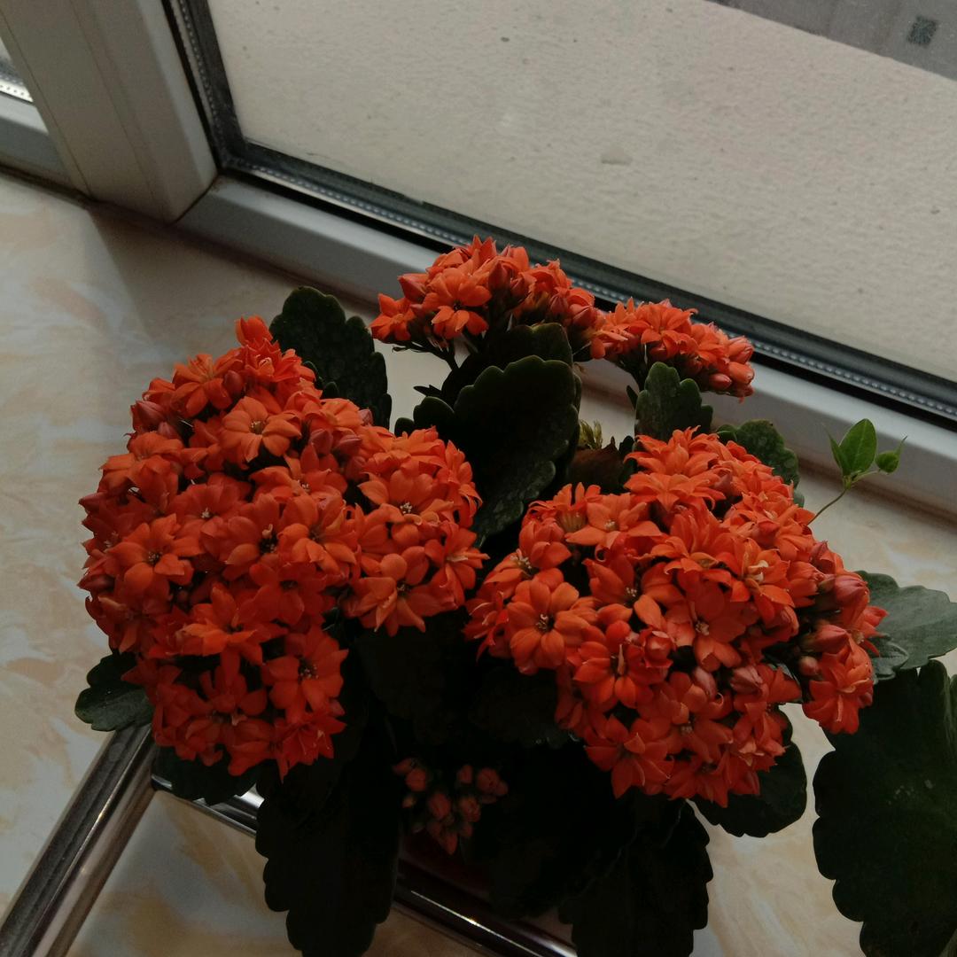 春开花月人之情