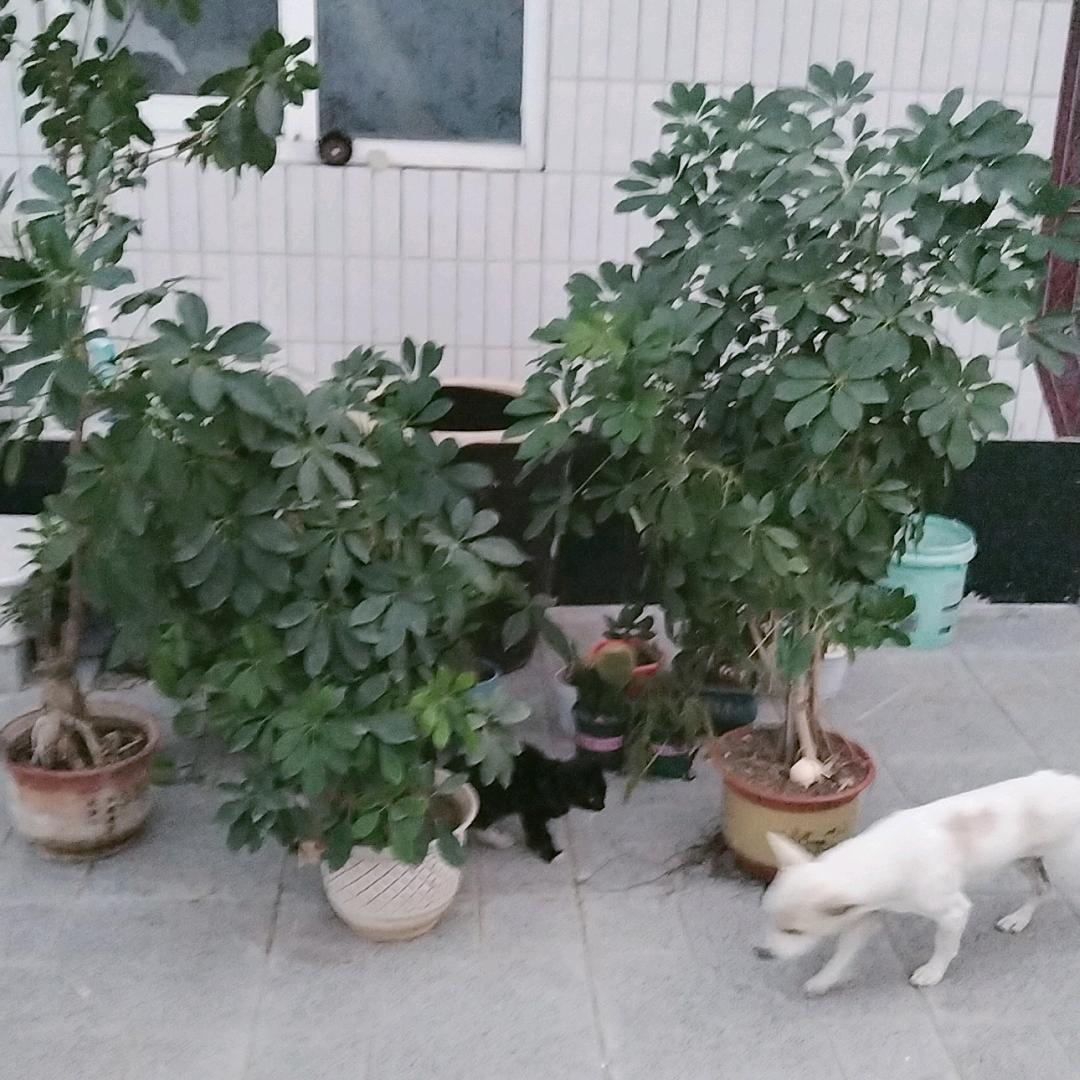 不要忘记我     我会想你