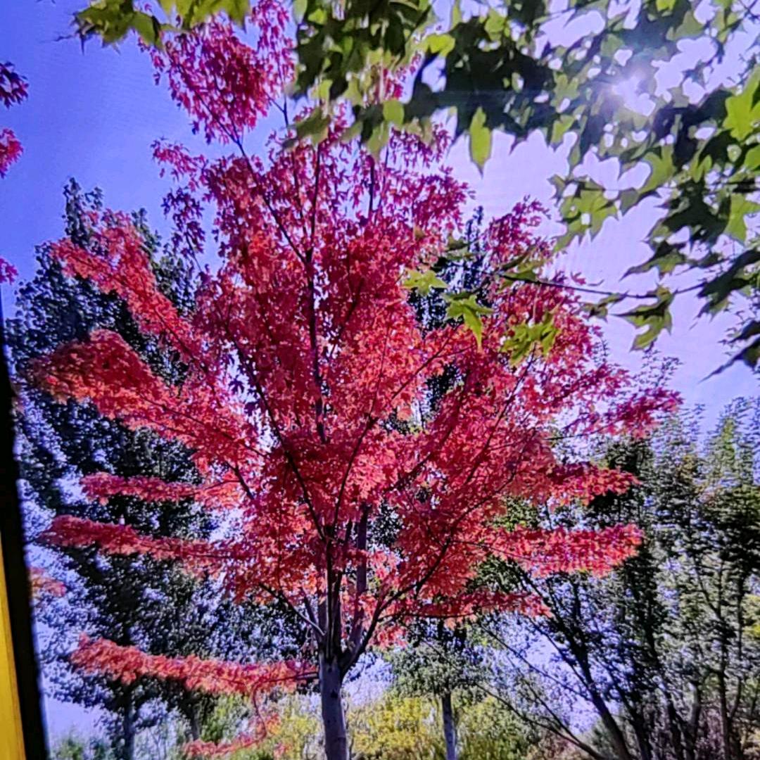 芝麻粒