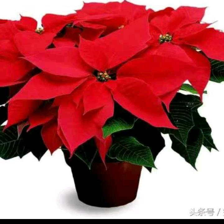 烧饼西施王艺蓝