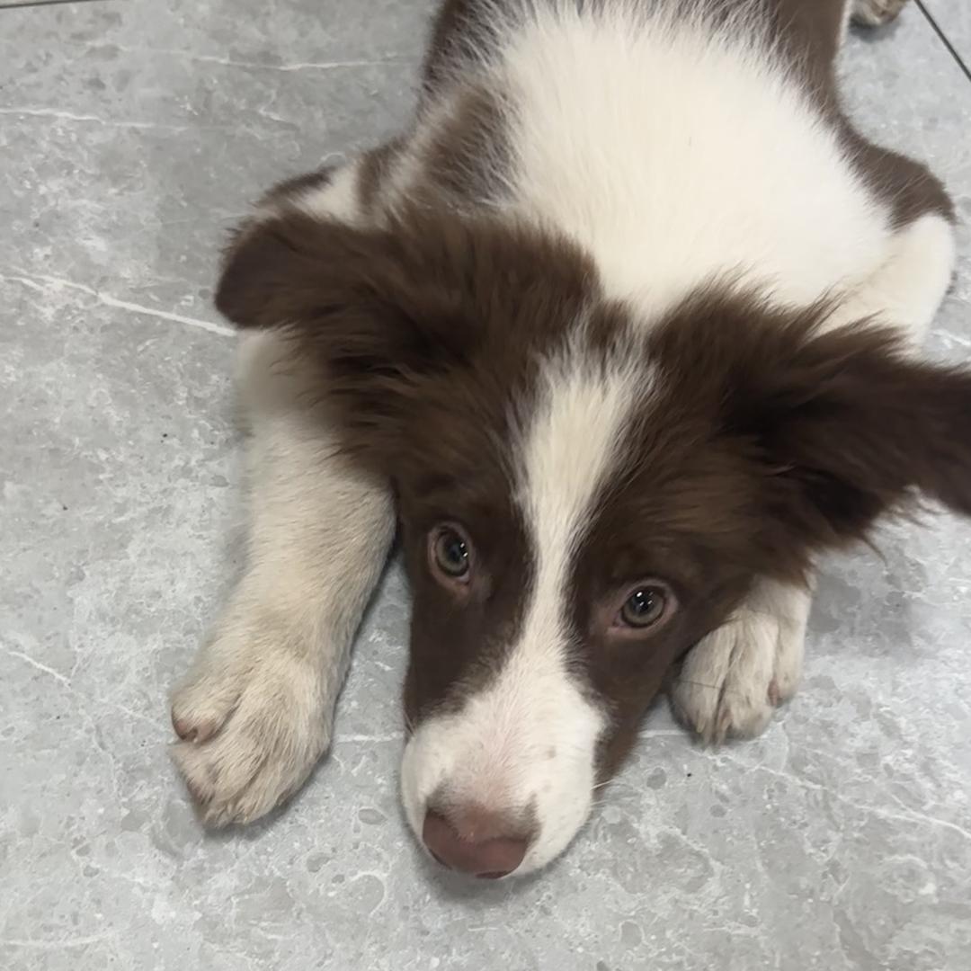 我有一只小边牧