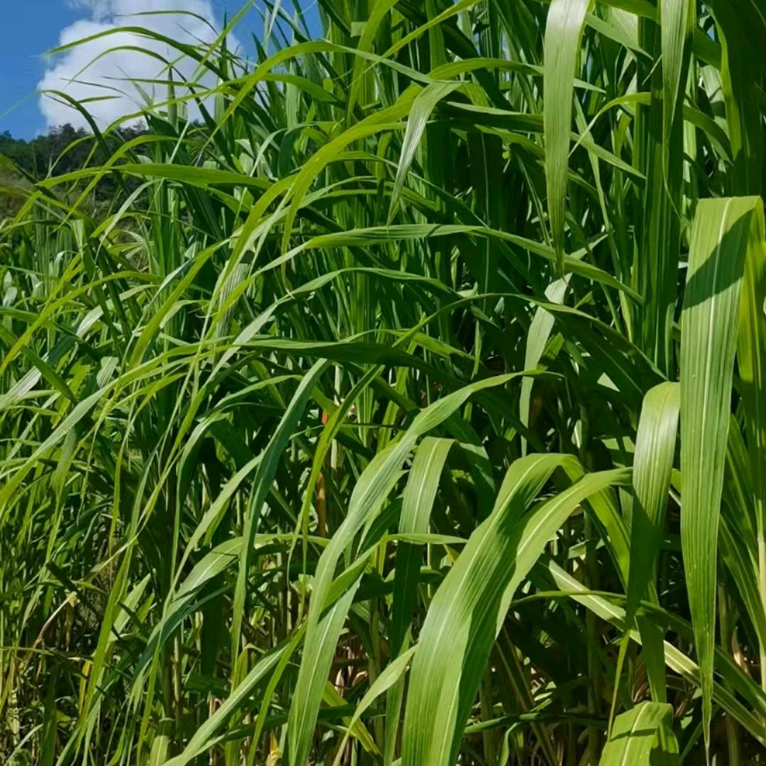 广东牧草基地