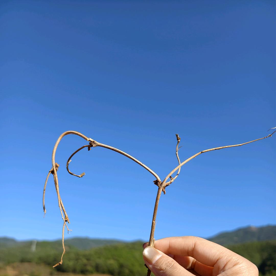 在铜锣湾吃炸鸡的摄影师