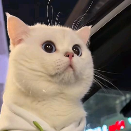 @  锦色年华
