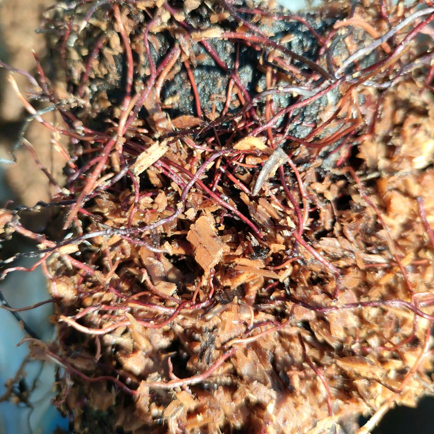 野生老土菌培育