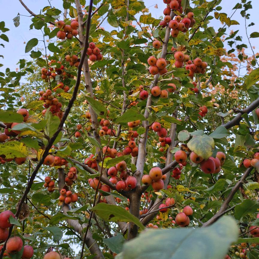 花∠※落雨纷飞