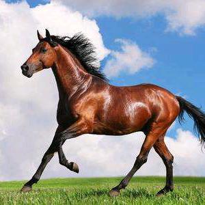 📶老灯