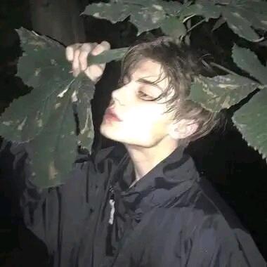 小成迷鹿