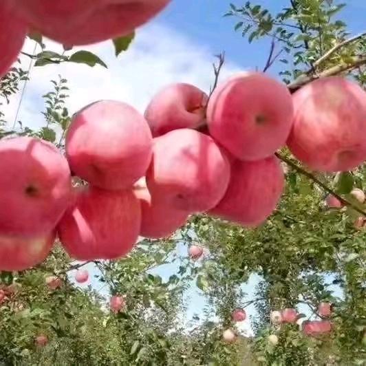 洛🍎川🍎苹🍎果🍎甲🍎天🍎下
