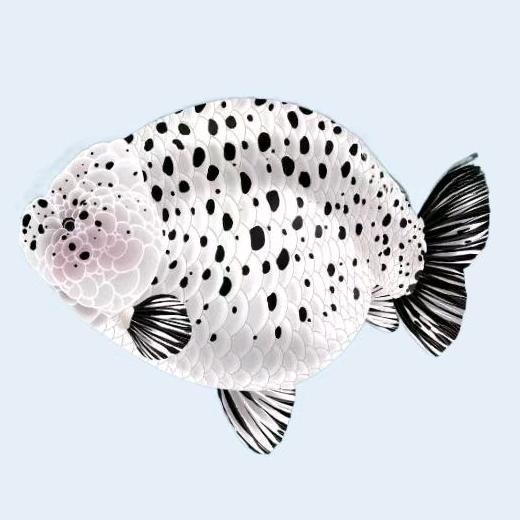 聚优金鱼观赏鱼