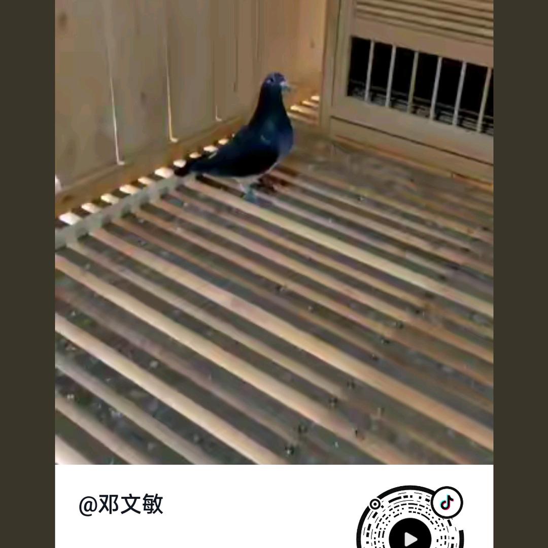 追鹰几十载《演的都是精武门》