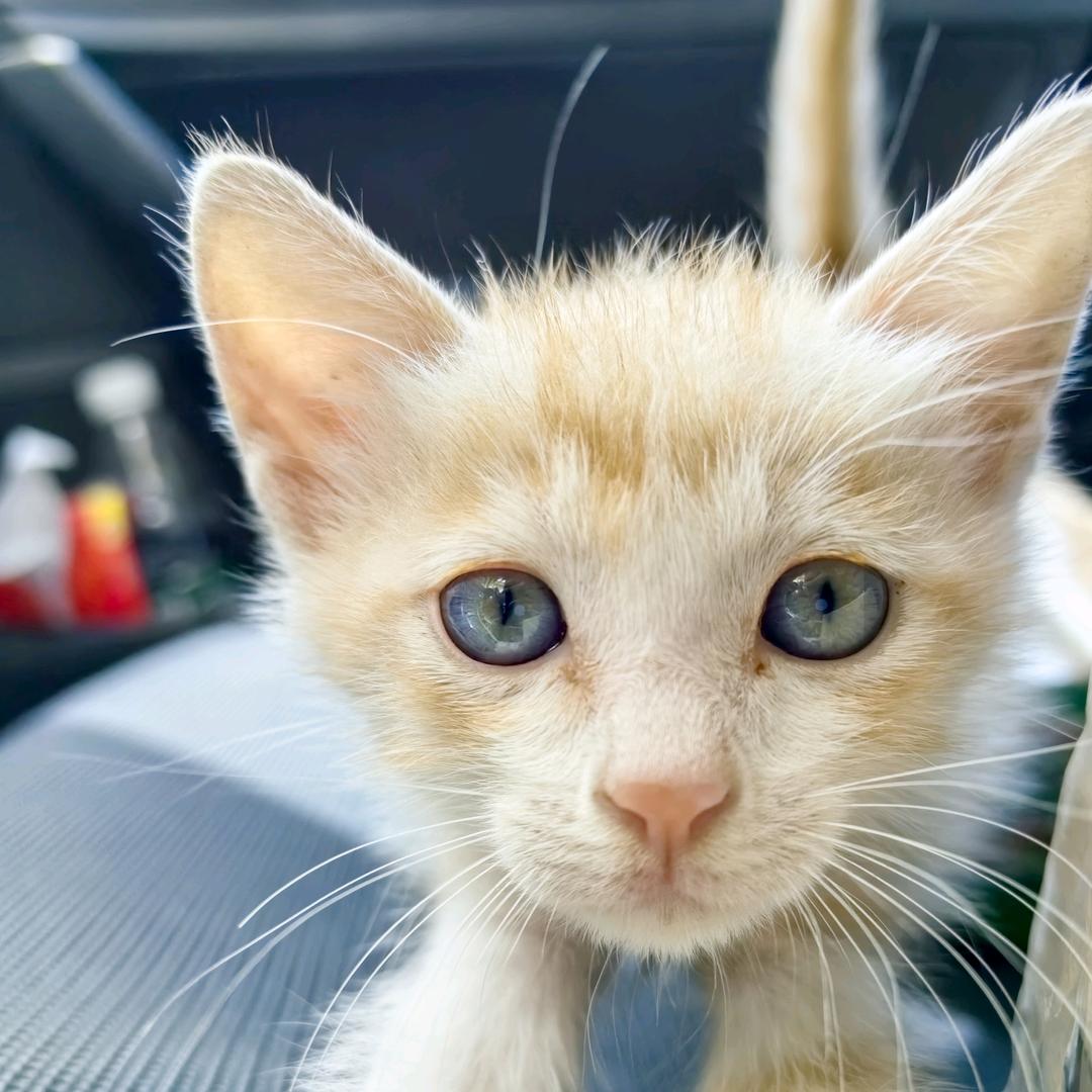 小猫胖胖（开学活动ing）🫧