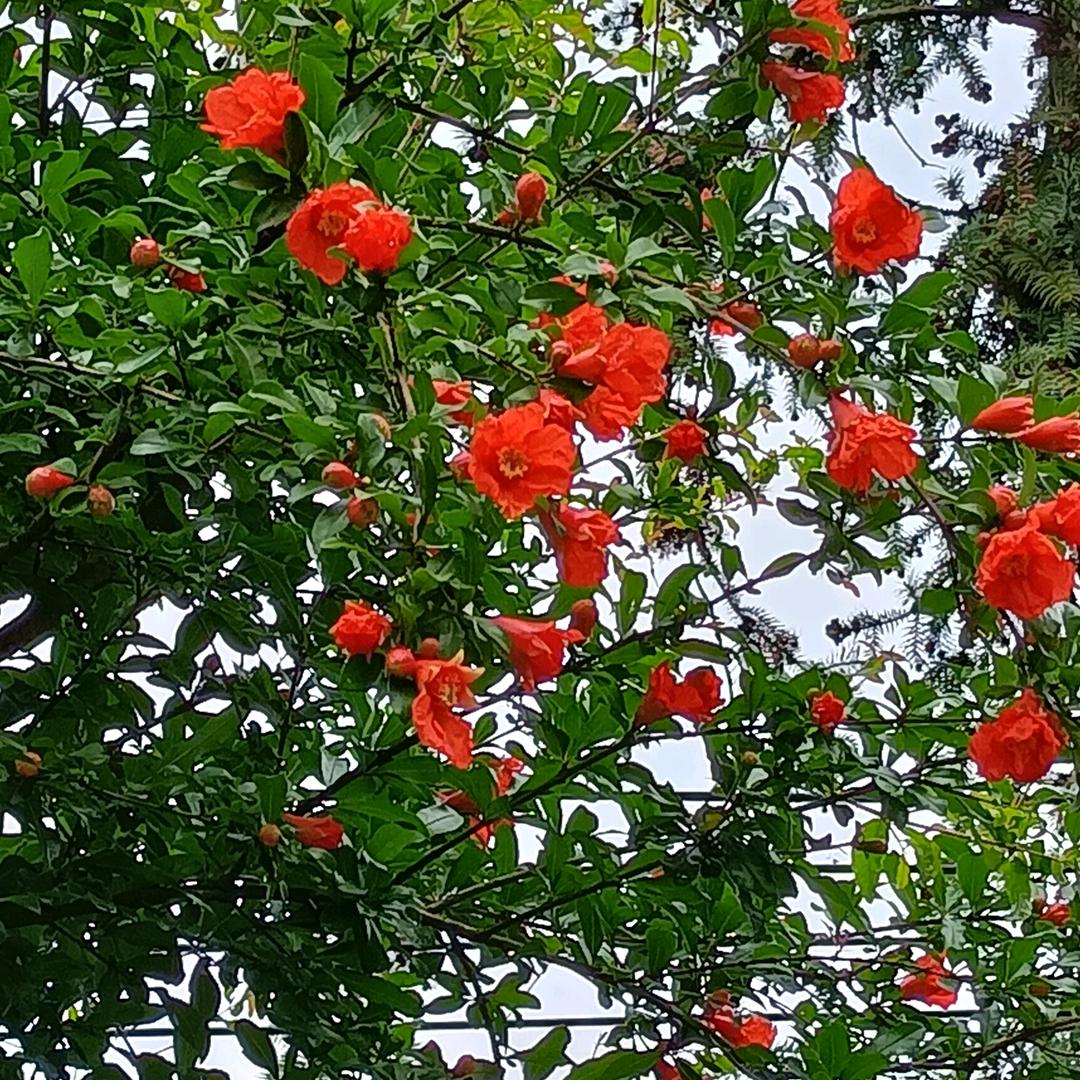 花仙子