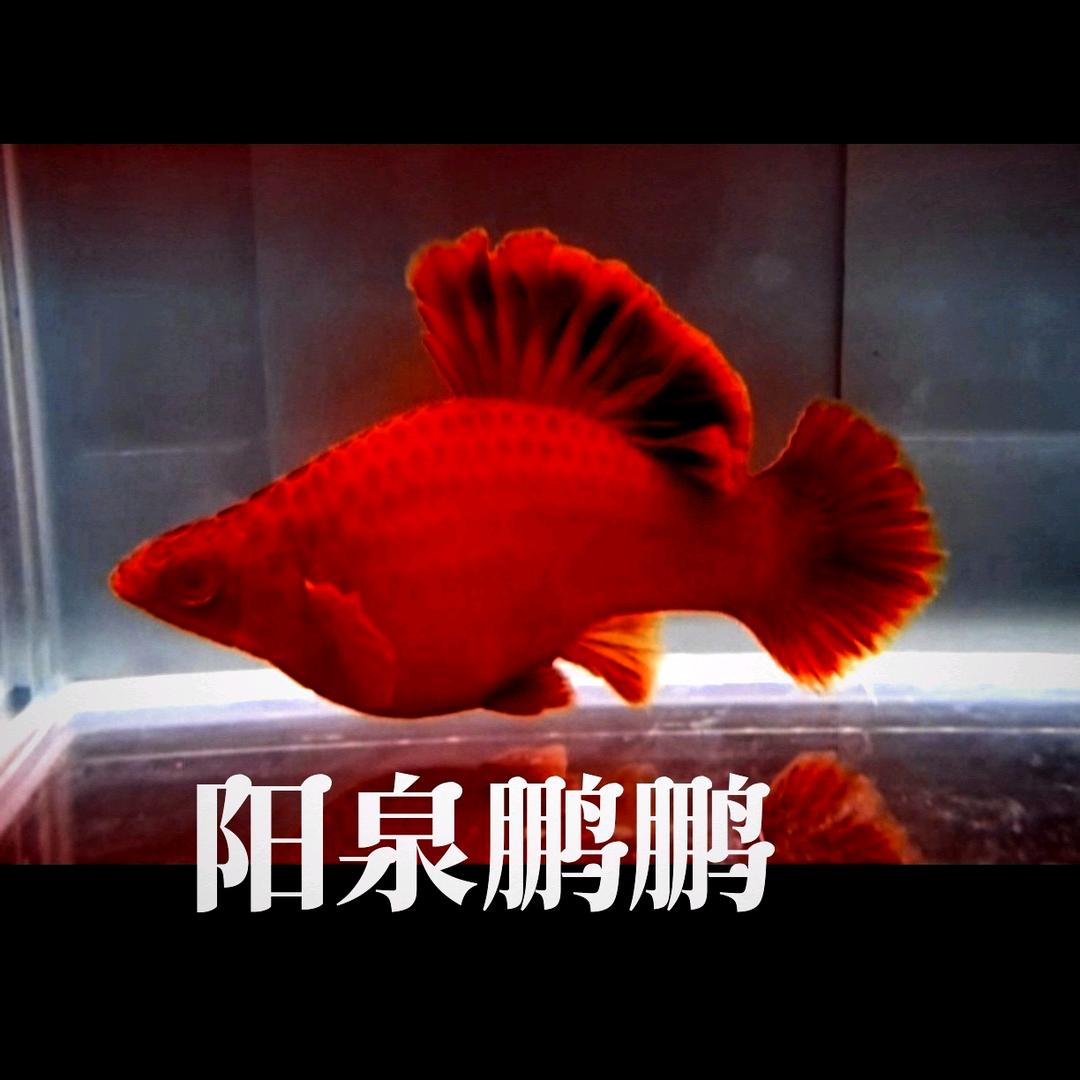 阳泉鹏鹏红箭鱼