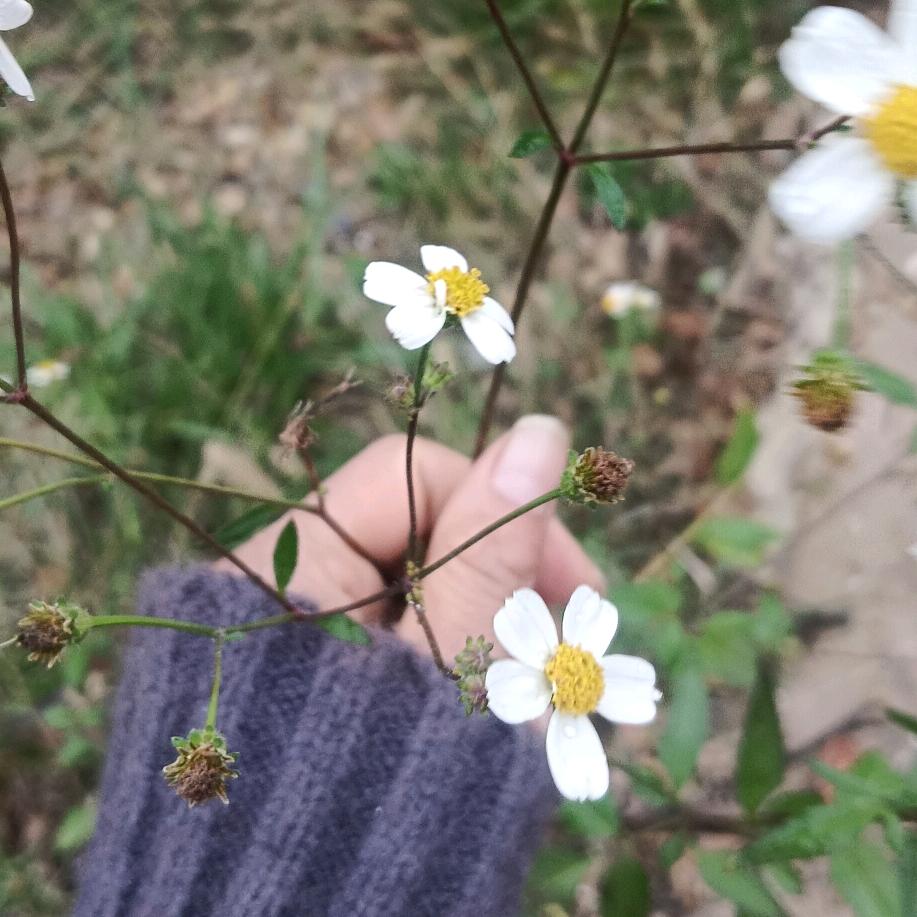 花落雪停