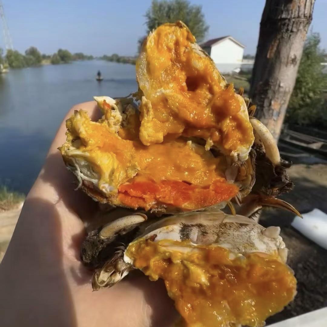 兴化红膏大闸蟹
