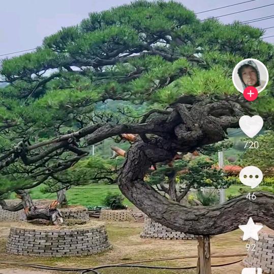 昌晟园林造型松景观松基地